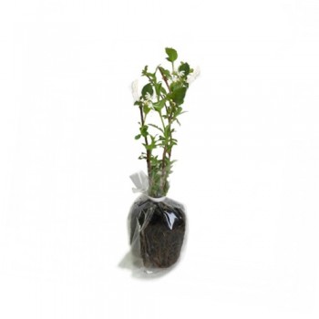 Hanımeli / Lonicera 30-50 cm
