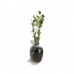 Hanımeli / Lonicera 30-50 cm
