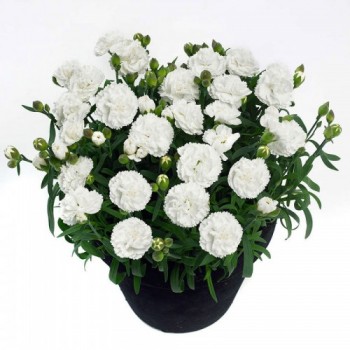 Karanfil / Beyaz 15x25 cm