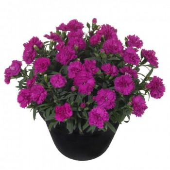 Karanfil / Mor 15x25 cm