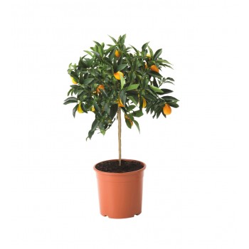 Kamkuat Fidanı Meyveli Saksılı