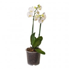 Orkide / Beyaz (Çift Dal) 50x70 cm