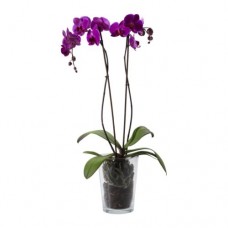 Orkide / Mor (Çift Dal) 50x70 cm