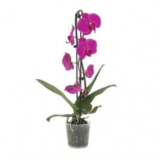 Orkide / Mor ( Tek Dallı ) 50x70 cm