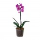 Orkide / Pembe ( Tek Dallı ) 50x70 cm