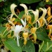 Hanımeli / Lonicera 30-50 cm