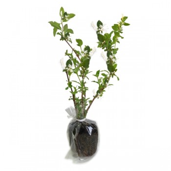 Hanımeli / Lonicera 50-90 cm