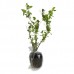 Hanımeli / Lonicera 50-90 cm
