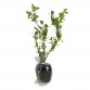 Hanımeli / Lonicera 50-90 cm