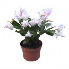 Yılbaşı Çiçeği / Beyaz