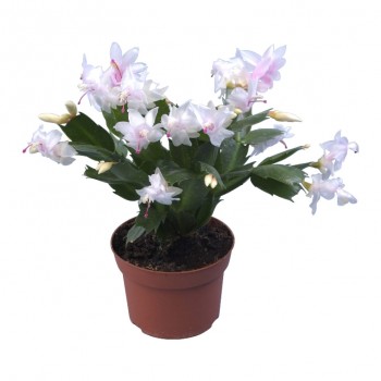 Yılbaşı Çiçeği / Beyaz