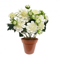 Yıldız Çiçeği ( Dahlia )